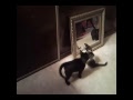 The Kittens discover reflections