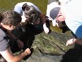 Collecting Sticklebacks in Salinas