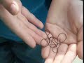 Horsehair Worms At Nemeibien Lake