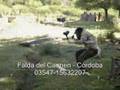 videos de 08/11/2008 - ALTA GRACIA - CORDOBA - Tarde - Paintball