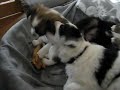 pups van Lara 6 weken oud