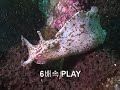 0808 ???-??? ???