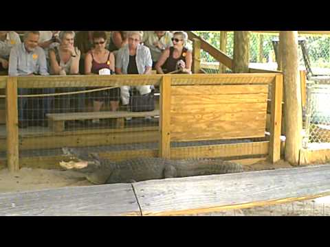 Wild Life show at Gator Park in Miami FL 4-2-12.AVI