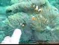 Rainbow-Scuba Liveaboard to Tarutao Marine Park, Thailand