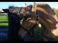 Meet our lovely Horses
