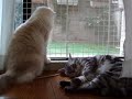 ??????????(=^?^=)?The cat which stood still to see a outdoor cat
