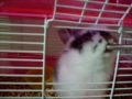 Mr. Pring , my roomate's pet, who washing his cute face when another roomate call him 