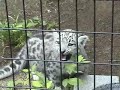 ユキヒョウ