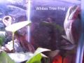 White's Tree Frogs, Green, Yellow, Barking, Fire Bellied Toads, Gold Fish, Pothos (Devils Ivy)