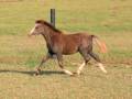 Heavenly Stellar Dathan - Welsh Pony for Sale