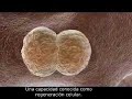C�lulas Madre Parte 1