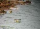 Red-necked Phalarope