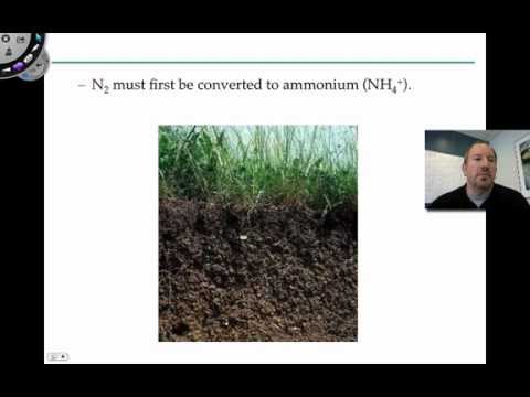 how to provide nitrogen to plants