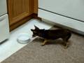Chipo drinking