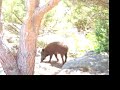 i maialini di Caprera