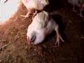 Jenna Jameson for PETA