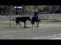 Lacy is a Heritage filly. She is coming 2 year old. This was our second time to pony her. She was very good!