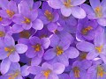 Meditation With Beautiful Flowers