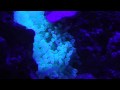 videos de Tomatoe Clown Hosting On Neon Green Bubble Tip Anemone
