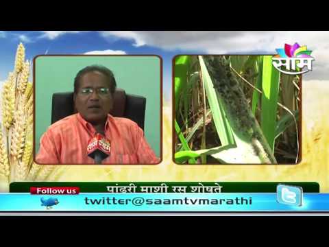 how to get rid whitefly