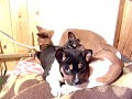How many basenji puppies do you see?