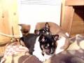 Basenji video