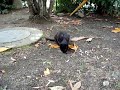 野良猫にニボシを与えたら、ソロソロと・・・。