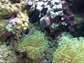 Amazing Reef Aquarium - GoCool Part 2 ????????? ?? ?????