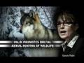 Brutal: Sarah Palin's Record on Aerial Wolf Hunting