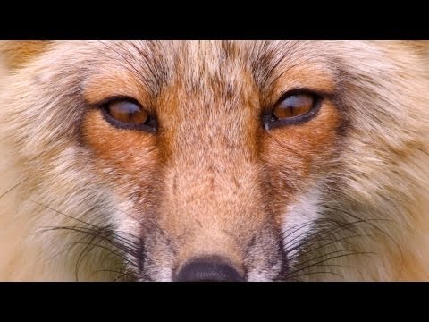 how to discover your animal spirit guide