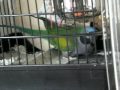 オオダルマインコ ダルミ ベルをパンチボールにします