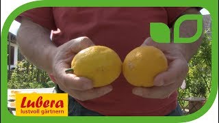 Die Meyer Zitrone
