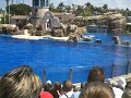 Sea World Dolphins