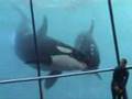 Orques du marineland