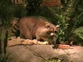 Cabela\