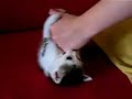 chaton chaton