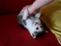 chaton