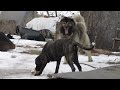 The bone stealer "Zenna"... "Mastiff vs Caucasian Ovcharka" Luck Stealer