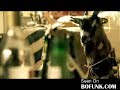 Why Goats Make Bad Pets