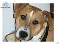 Butters -- The ultimate rescue dog (Camo _from sab's pictures_1.asf