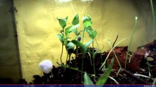 Timelapse Growing Apple Trees from Seeds
