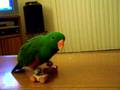 Stewie my Eclectus Parrot Rollerskating