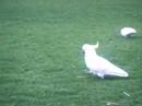 sulphur-crested cockatoos in Sydneys Domain