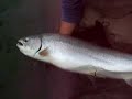 MASSIVE Skeena River Steelhead landed on fly