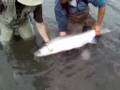 MASSIVE Skeena River Steelhead landed on fly