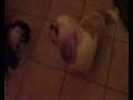 videos de My Shih-Tzu's