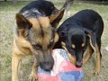 chienne