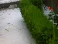 dolu dolu