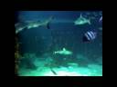 Fishvoice by Didgeman Kofi
