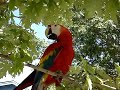 Scarlet Macaw Scarlet Macaw